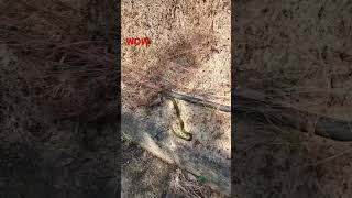 funny Snake biting a frog spotted while hiking [upl. by Ehud]