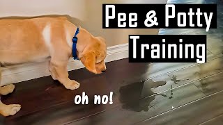 How to Pee and Potty Train your Puppy at Home  How I Did it You will Thank Me for This [upl. by Namwen]