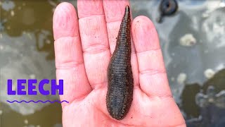 Freshwater Leech [upl. by Whit]