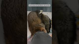 Woman rescues fox that fell into water and then fox babyfox short [upl. by Yanaj]