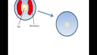 Lecture 15 Formation of a coelom [upl. by Neema]