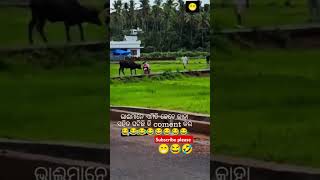 Kahar sange enta hei chhe 😍🌿\ sambalpuri status video  sambalpuri song shortvideo dance [upl. by Hbahsur]