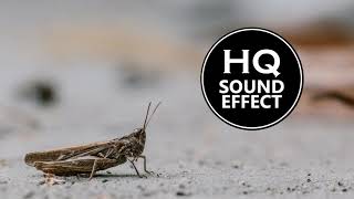 Cricket Sound Effect 1 Hour HQ Download link included [upl. by Domenico868]