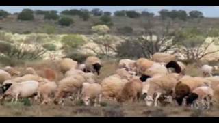 Dorper Sheep Thrive in Outback Australia [upl. by Annaehr]