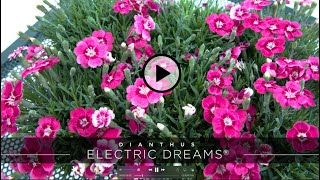 PlantHaven Hot Selection Video  Dianthus ELECTRIC DREAMS® [upl. by Ardnot]