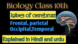 Unlocking the Brain Understanding the Four Lobes of the CerebrumquotExplained in Hindi and urdu [upl. by Fry]