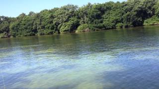 Tampa Bay Red Fish in Weedon Island Preserve with Captain David Beede 8137583406 [upl. by Nerraj]