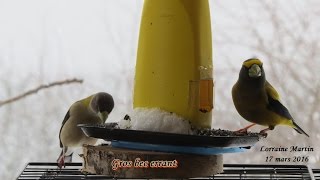 Mangeoires doiseaux jus citron savon à vaisselle [upl. by Baxie910]