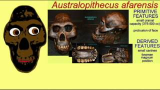 HOMINID FAMILY TREE 3 GRACILE AUSTRALOPITHECINES [upl. by Mariska]