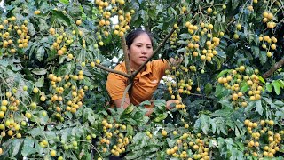 Harvesting Wampee Fruits Bitter Melon Garden Goes to the Market to sell  Tran Thi Huong [upl. by Eedrahs]