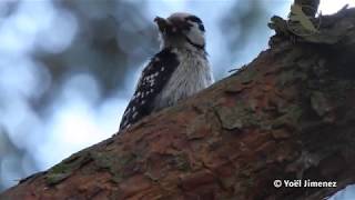 Alle 6 Nederlandse Spechten soorten  All 6 species of Woodpeckers in The Netherlands [upl. by Koblick718]