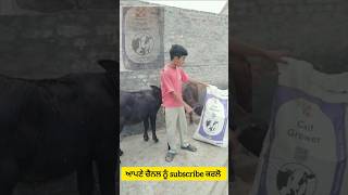 Calf grower ਫੀਡ ਦੇ ਬਹੁਤ ਸਾਰੇ ਨੇ ਫਇਦੇ trending youtubeshorts [upl. by Raeann]