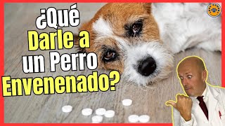 🚑 ¿QUE DARLE A UN PERRO ENVENENADO 🚑 [upl. by Cirred]