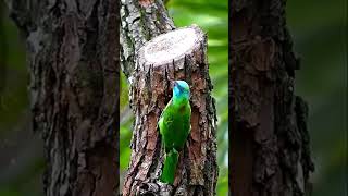 Taiwan barbet bird nests in tree cavities birds birdwatching birdslover birdsounds ￼ [upl. by Erna]