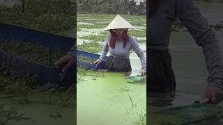 The process of collecting duckweed [upl. by Trebbor]