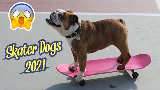 Dogs Skateboarding 🐶🛹 Awesome Dogs On Skateboards 2021 Must Watch [upl. by Gelya]