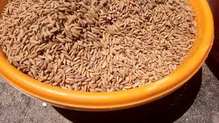 How To Remove Rice Husk Without Machine Part 3 jovylifestyleandadventure [upl. by Nallaf122]