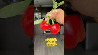 Peppers like cherry 🍒 gardening ytshorts shorts [upl. by Ahsiekat]