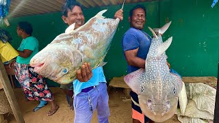 Amazing A Day of Fishermens Harvest and Hard Work in the Attractive Fishing Village [upl. by Atilem890]