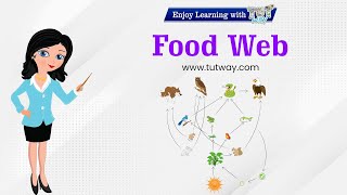 Food Web  Food Chains  Herbivores Carnivores Omnivores  Different Types of Foods  Science [upl. by Odnumde]