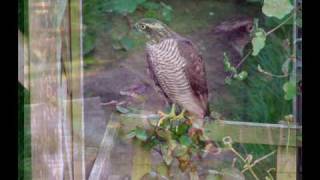 Market Drayton Sparrowhawk attacks lovebird aviary [upl. by Kcin]