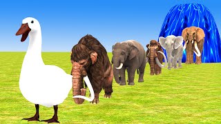 Paint Animals Elephants and Mammoths Size Comparison Fountain Crossing Animal Transformation Cartoon [upl. by Analla752]