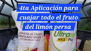 4ta Aplicación con unos de los mejores foliares para el cuajado del limón persa [upl. by Ringo818]