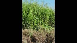 The Tall Grass Grows grass grows shortsviral [upl. by Kirven]