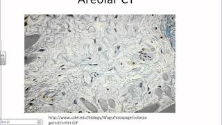 Histology Connective Tissues of the Bodywmv [upl. by Farron]