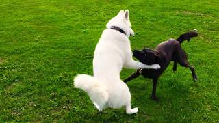 Siberian white husky vs Alaskan malamute  Big dog playing [upl. by Matthews]