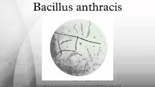 Bacillus anthracis [upl. by Donelson]