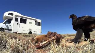 Wedge tail Eagle eating roadkill Warning graphic images [upl. by Sixla756]