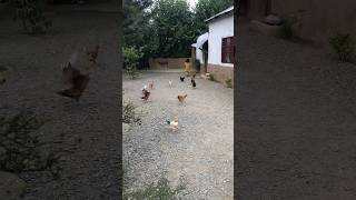 Aiza ki murgian 🐓🐓vlogs villagevlog hen [upl. by Mcevoy]