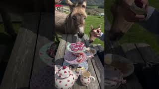 It’s tea party season 🫖 teaparty creamtea animals animallovers donkey deer fallowdeer clyde [upl. by Nairahcaz841]