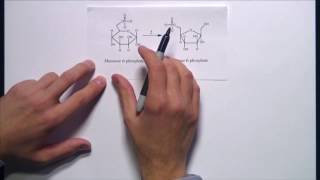 Problem Set 5 Problem 5 How Mannose an Isomer of Glucose Enters Glycolysis [upl. by Eimat532]