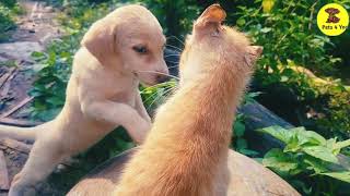 Cat and puppies Bueatiful moments 👉 Pets 4 You 👈 pupyy dog shortsviral pets trending cute [upl. by Ydnagrub45]