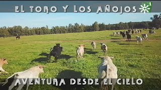 Toros de Prieto de la Cal traslado de becerros aventura desde el cielo  Toros desde el cielo [upl. by Eelaras415]