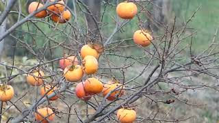 Früchte Diospyros kaki Riesen Ernte Honigapfel Persimone Sharonfrucht Kakipflaume [upl. by Liddle459]