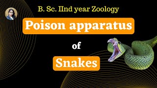 Poison apparatus of snakes II B Sc 2nd year II Zoology [upl. by Nuahsel]