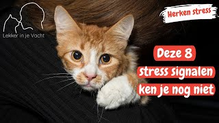 Deze 8 signalen wijzen op stress bij katten [upl. by Htedirem133]