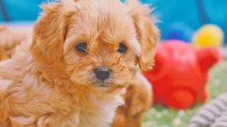 Cavachon Puppies [upl. by Domash]