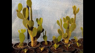 How to grow cactus opuntia microdasys [upl. by Sondra]