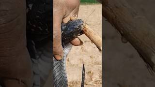 🐍Black Cobra Snake is biting on the wood snakecobra kingcobraanimalsshortfeed snakebitevenom [upl. by Arual]