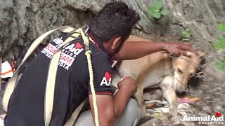 Dog with laceration waits patiently in well for rescuers [upl. by Polinski]