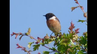 The Stonechat and its call [upl. by Jaffe66]