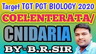 Coelenterata or cnidaria full lecture  Uptgt pgt biology classes  character of coelenterata [upl. by Nawotna53]