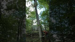 Using the timberjack 360 and a stihl 661 to keep this tree off of the fence [upl. by Hezekiah]