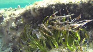 Formentera snorkeling [upl. by Alket]