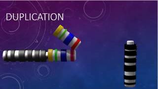 CHROMOSOMAL STRUCTURE DELETIONS DUPLICATIONS TRANSLOCATIONS INVERSIONS [upl. by Trebornhoj]