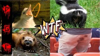 Los 10 animales más hediondos del mundo [upl. by Joab]